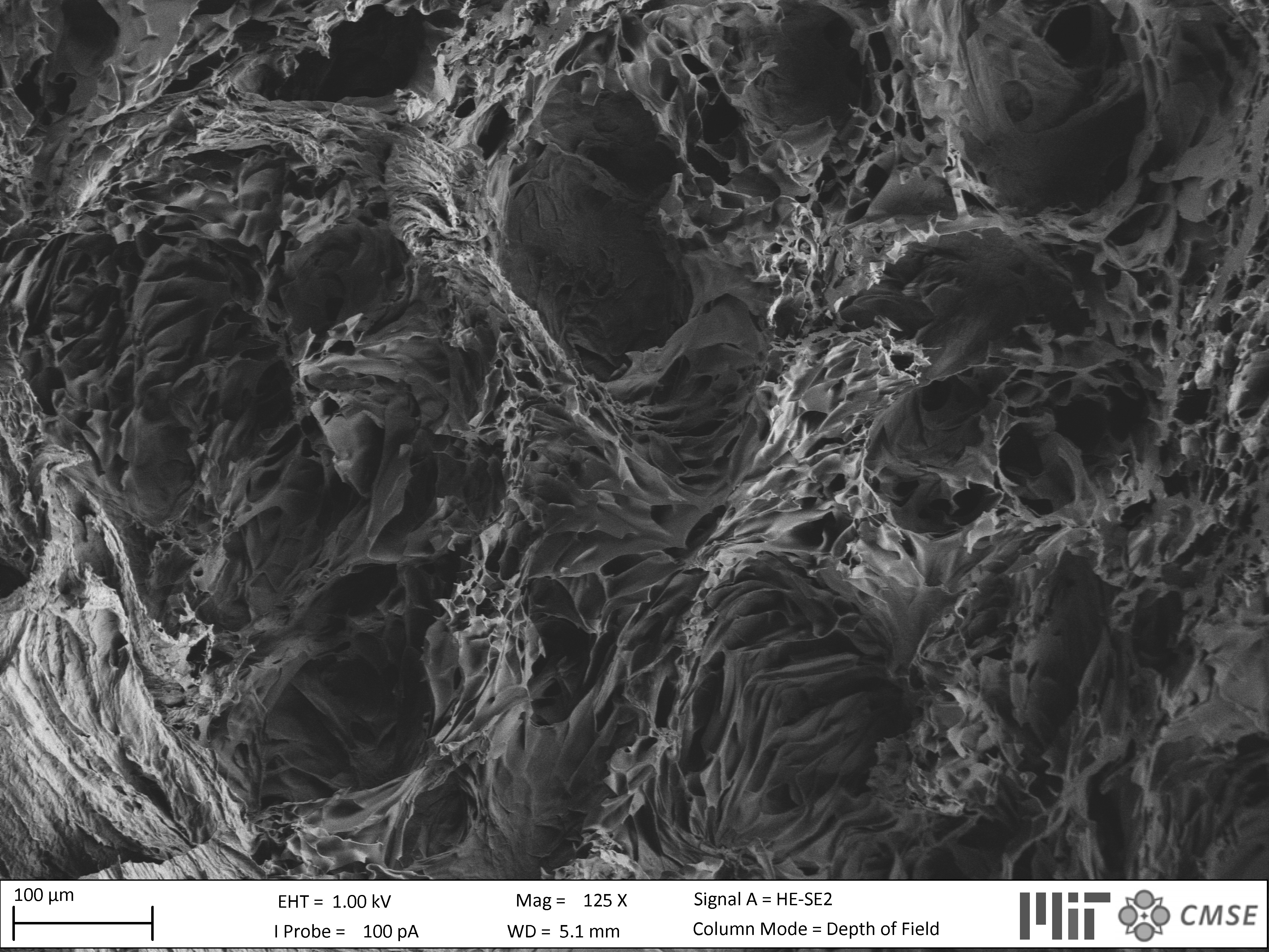 Bioprinted skin models